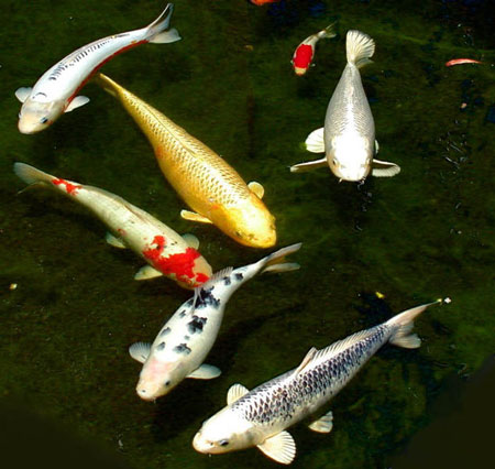 Six koi of varying color swimming in a black pond.