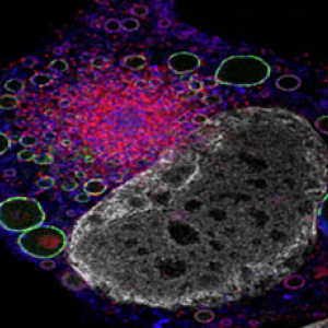 High Resolution Imaging Facility