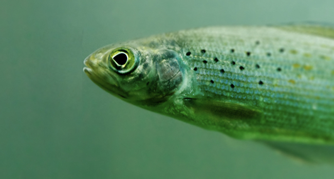 UAB IT launches the Phish Bowl