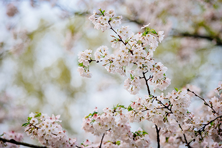 Close-up of blossoms on a cherry tree, Spring 2020.