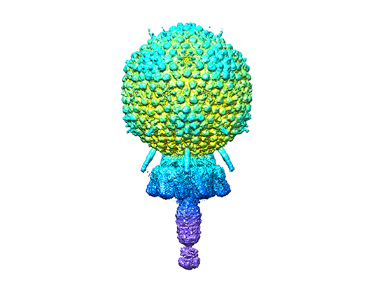 bacteriophage virus electron microscope