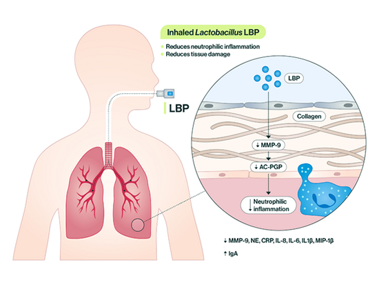 Stream Lactobacilli