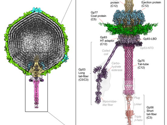 Stream Pseudomonas bacterial virus 