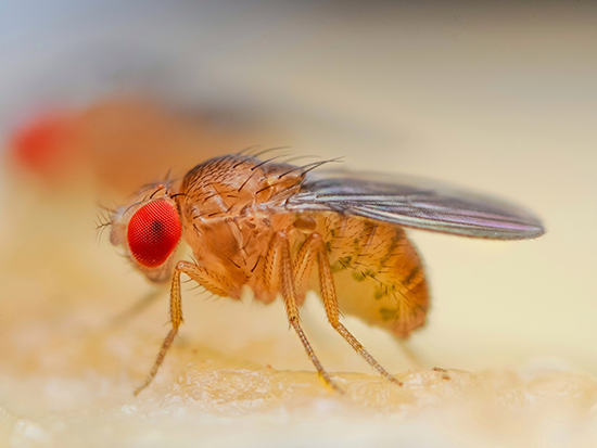 Stream fruit fly