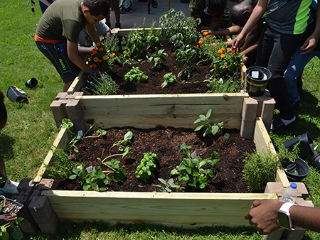 Children planting produce in raised garden beds. 