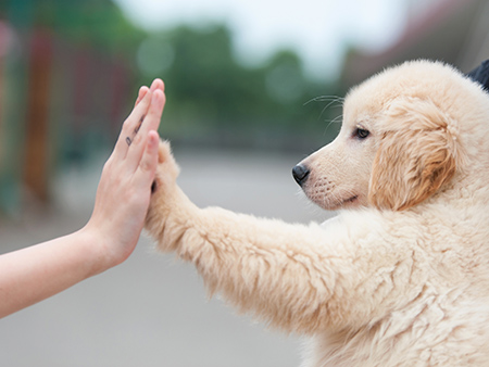 Photo of dog giving it's owner a high five. 