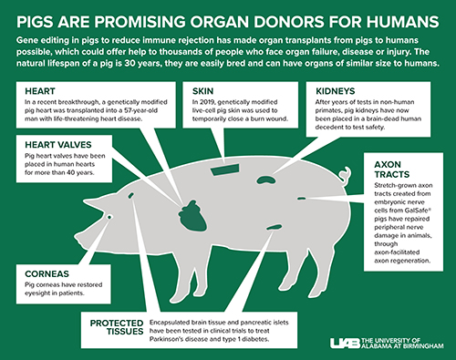 Graphic charting the internal organs of a pig. 