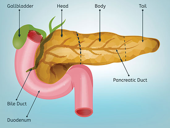 pancreas stream