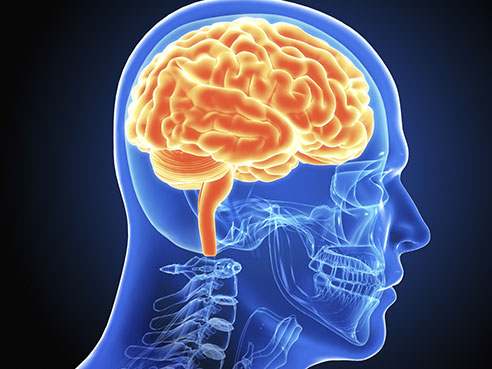 UAB - News - Brain inflammation a hallmark of autism, according to ...