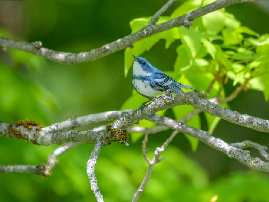 Dec. 19, learn about at-risk birds in North Alabama