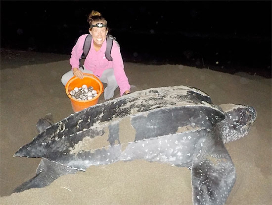 Graduate student continues endangered sea turtle research with new ...