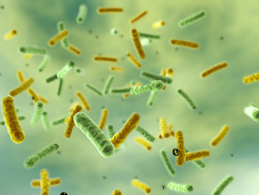 Persistence of gut microbial strains in twins, living apart after