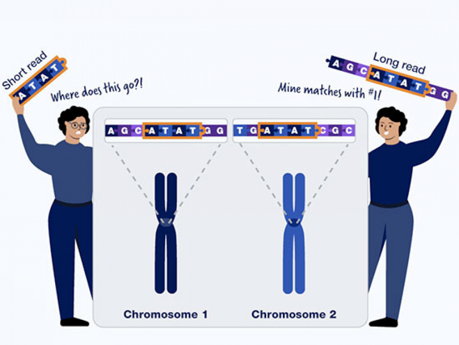 Researchers Pioneering Long-read Sequencing Studies Explain Why Long ...