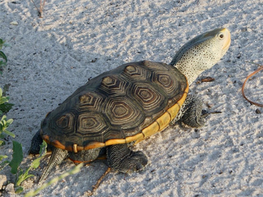 Restoring turtle population in Alabama salt marshes is focus of newly ...