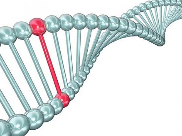 Changes in gene explain more of inherited risk for rare disease - News ...