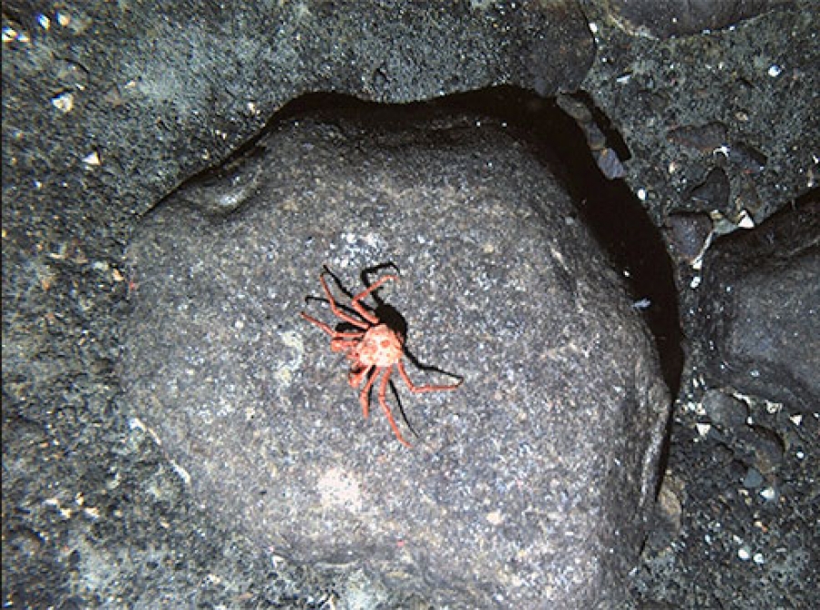 King crabs threaten Antarctic ecosystem due to warming ocean - News | UAB