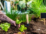 Study: Vegetable gardening can improve health outcomes for cancer survivors