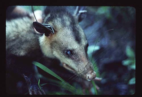opossum no 9 inside