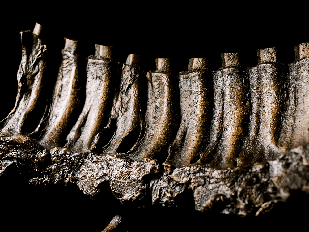 rep bones closeup 1000px