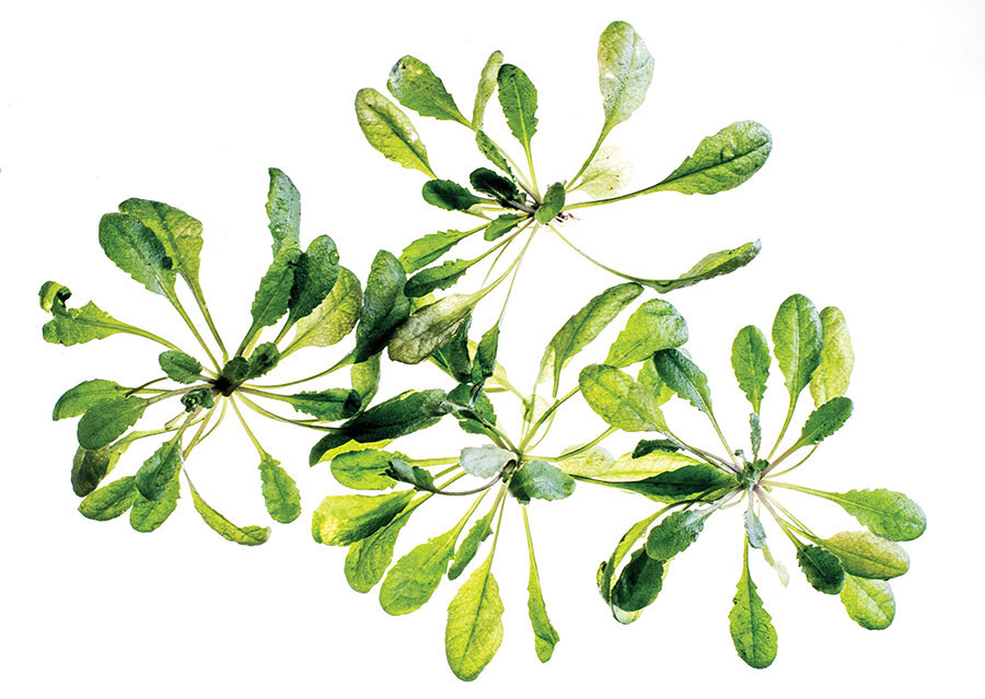 rep ai plants arabidopsis 900px