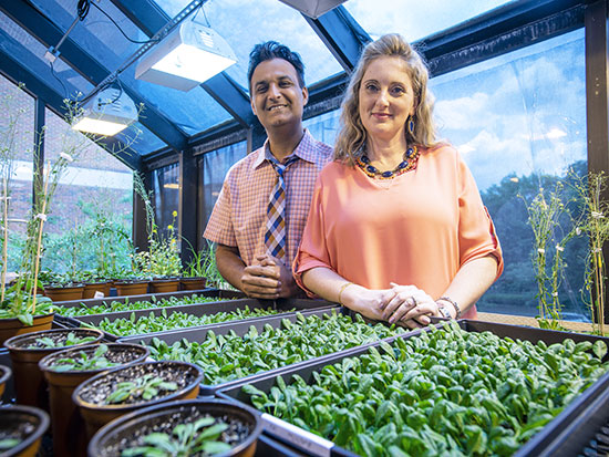 Shahid and Karolina Mukhtar in their Campbell Hall greenhouse with some of their thousands of Arabidopsis plants. 
