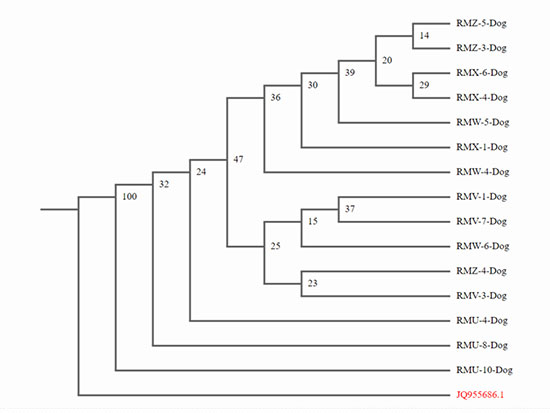 rep ticks phylogenetic tree 550px
