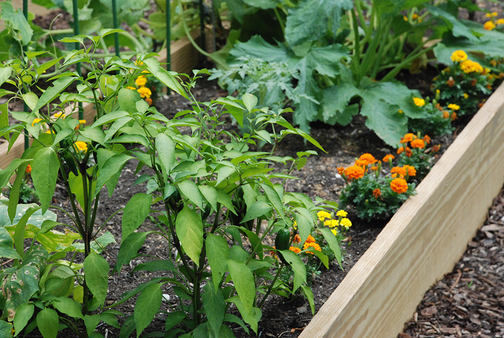 Marigolds and peppers