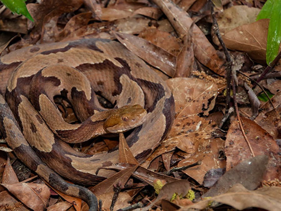 Planning the Future for a Newly Discovered, Critically Endangered Boa