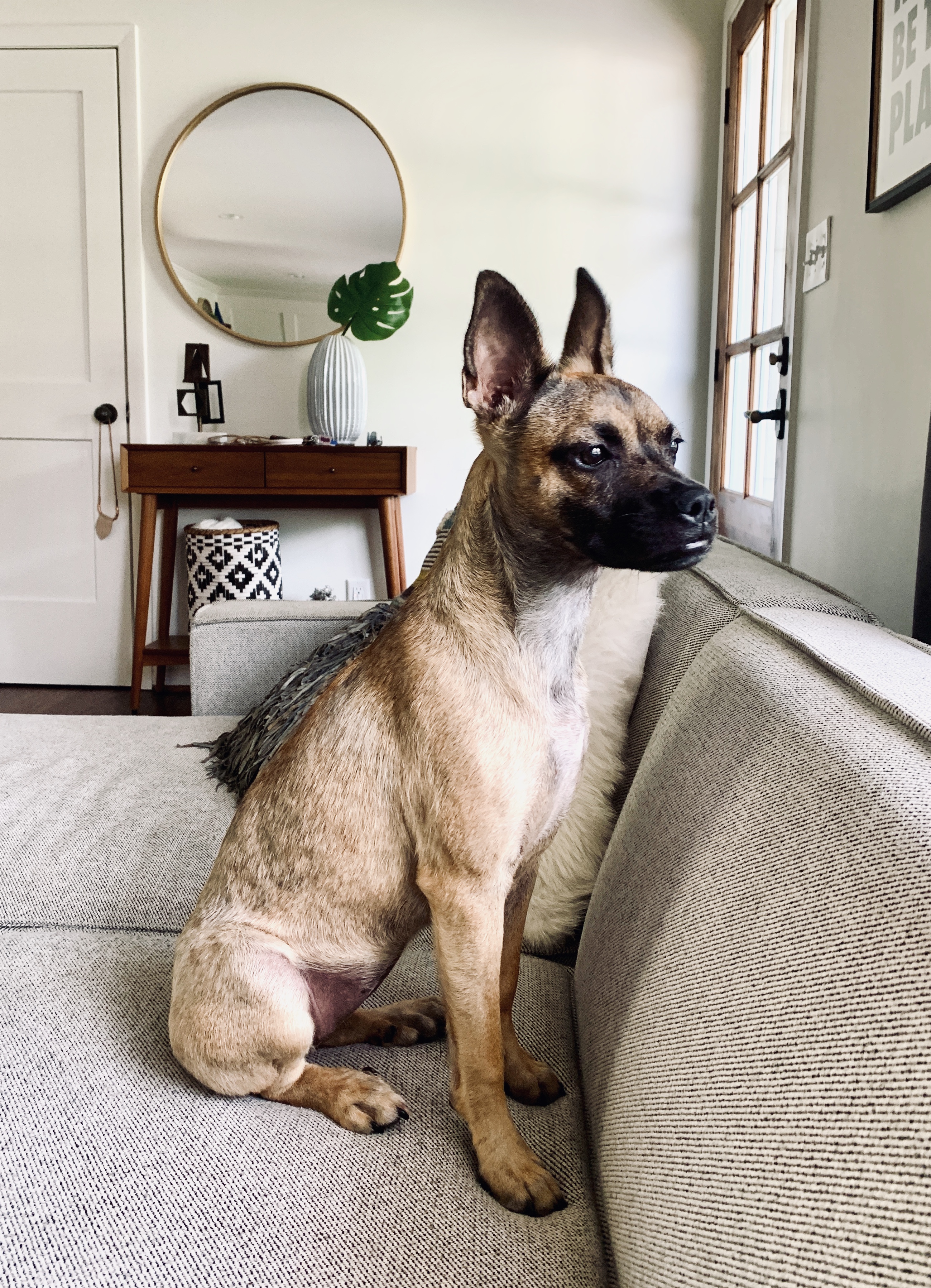 Tana, a Belgian Malinois-terrier mix, makes it her business to know what her people are doing.  
