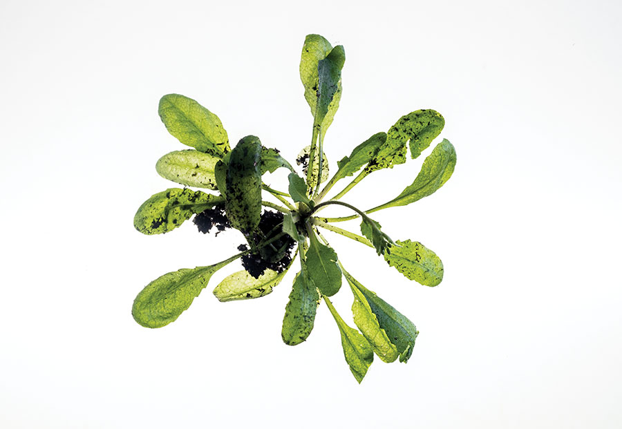 Photo of one Arabidopsis thaliana plant viewed from above