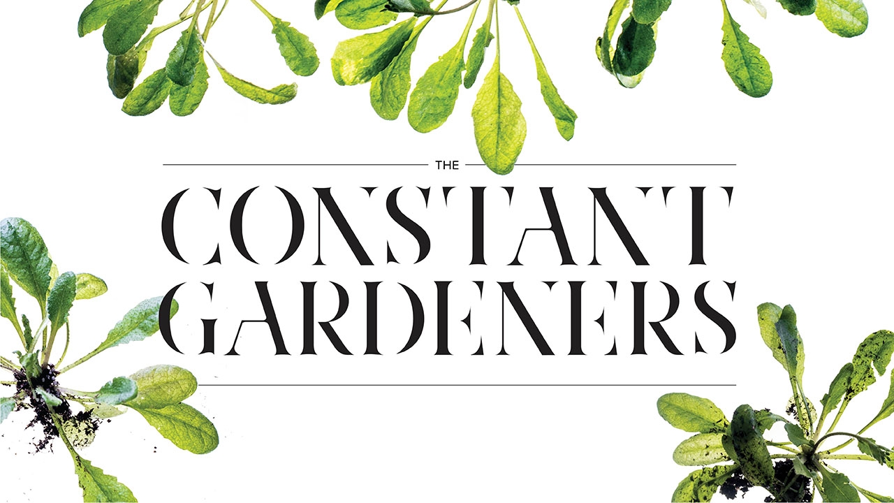 Photo of Arabidopsis thaliana plants with headline: The Constant Gardeners