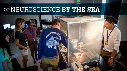 Photo of students examining effects of light on optic nerve at Dauphin Island Sea Lab; headline: Neuroscience by the Sea